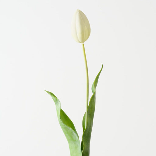 Artificial Dutch Tulip 69cm Cream - Pack of 12 - FLORA DESIGNS