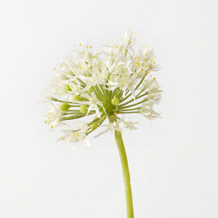 Artificial Allium 61cm Cream - Pack of 12 - FLORA DESIGNS