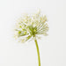 Artificial Allium 61cm Cream - Pack of 12 - FLORA DESIGNS