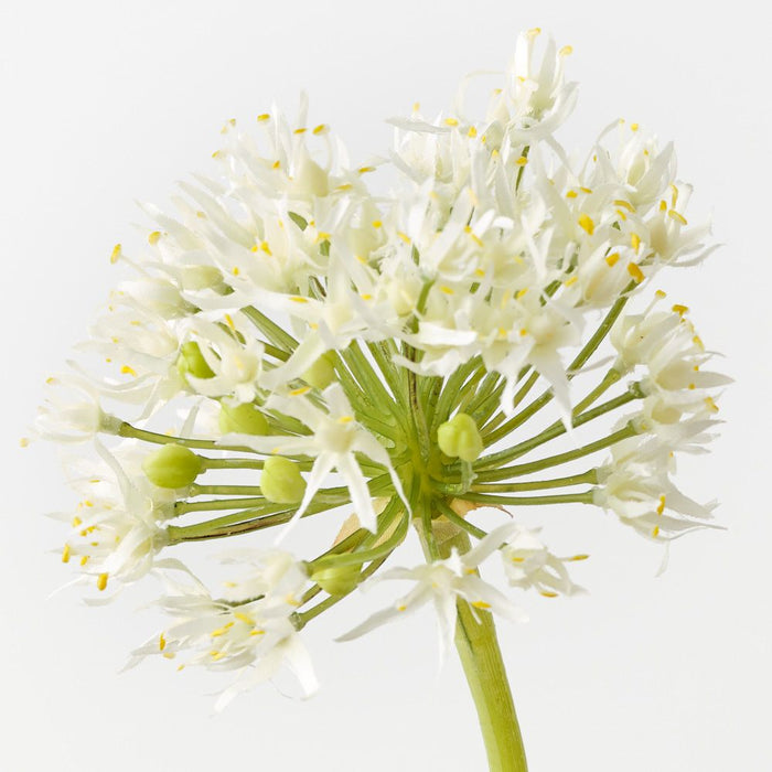 Artificial Allium 61cm Cream - Pack of 12 - FLORA DESIGNS