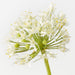 Artificial Allium 61cm Cream - Pack of 12 - FLORA DESIGNS