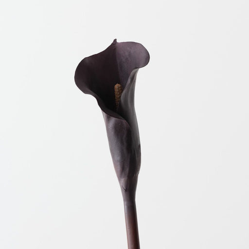 Artificial Calla Lily 80cm Plum - Pack of 12 - FLORA DESIGNS