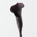 Artificial Calla Lily 80cm Plum - Pack of 12 - FLORA DESIGNS