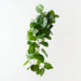 Artificial Anthurium Leaf Hanging Bush 122cm Green - Pack of 6 - FLORA DESIGNS