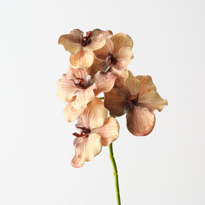 Artificial Vanda Orchid 66cm Coffee - Pack of 6 - FLORA DESIGNS