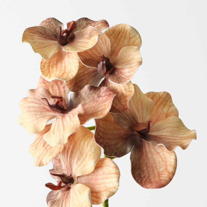 Artificial Vanda Orchid 66cm Coffee - Pack of 6 - FLORA DESIGNS