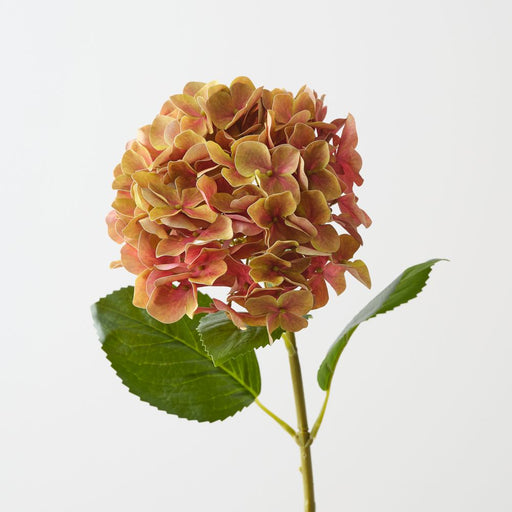Artificial Hydrangea 63cm Mustard Blush - Pack of 12 - FLORA DESIGNS