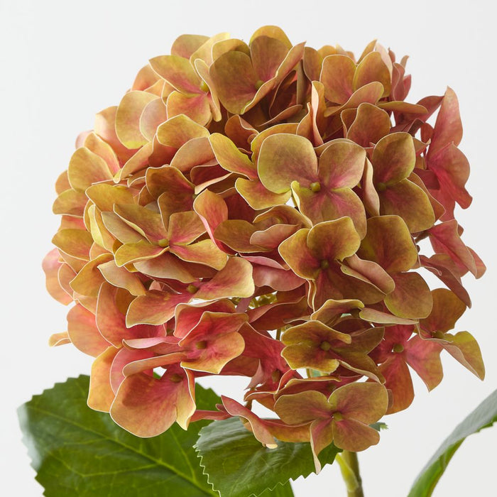 Artificial Hydrangea 63cm Mustard Blush - Pack of 12 - FLORA DESIGNS