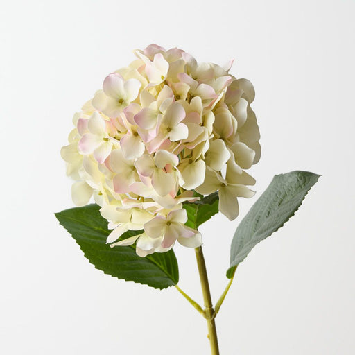 Artificial Hydrangea 63cm Cream Pink - Pack of 12 - FLORA DESIGNS