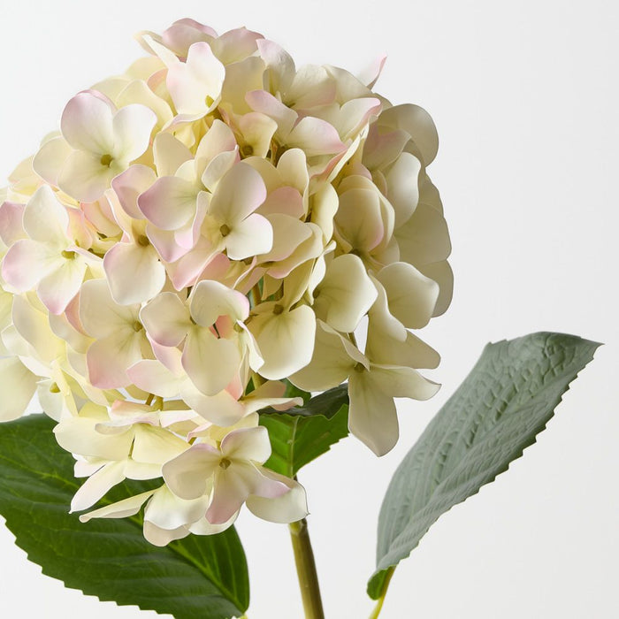 Artificial Hydrangea 63cm Cream Pink - Pack of 12 - FLORA DESIGNS