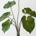 Artificial Taro Plant 80cm Green - Pack of 2 - FLORA DESIGNS