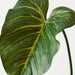 Artificial Taro Leaf 61cm Green - Pack of 12 - FLORA DESIGNS