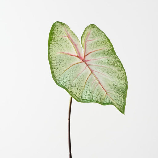 Artificial Caladium Leaf 55cm Green White Pink - Pack of 12 - FLORA DESIGNS