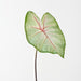 Artificial Caladium Leaf 55cm Green White Pink - Pack of 12 - FLORA DESIGNS