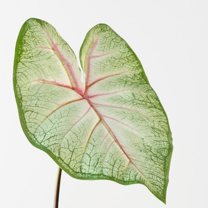 Artificial Caladium Leaf 55cm Green White Pink - Pack of 12 - FLORA DESIGNS