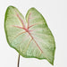 Artificial Caladium Leaf 55cm Green White Pink - Pack of 12 - FLORA DESIGNS