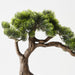 Artificial Japanese Pine Bonsai 38cm Green - FLORA DESIGNS