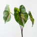 Artificial Caladium Leaf Bush 48cm Green Eggplant - Pack of 6 - FLORA DESIGNS