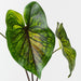 Artificial Caladium Leaf Bush 48cm Green Eggplant - Pack of 6 - FLORA DESIGNS
