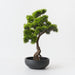 Artificial Japanese Pine Bonsai 50cm Green - FLORA DESIGNS