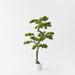 Artificial Japanese Pine Bonsai 106cm Green - FLORA DESIGNS