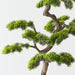 Artificial Japanese Pine Bonsai 106cm Green - FLORA DESIGNS