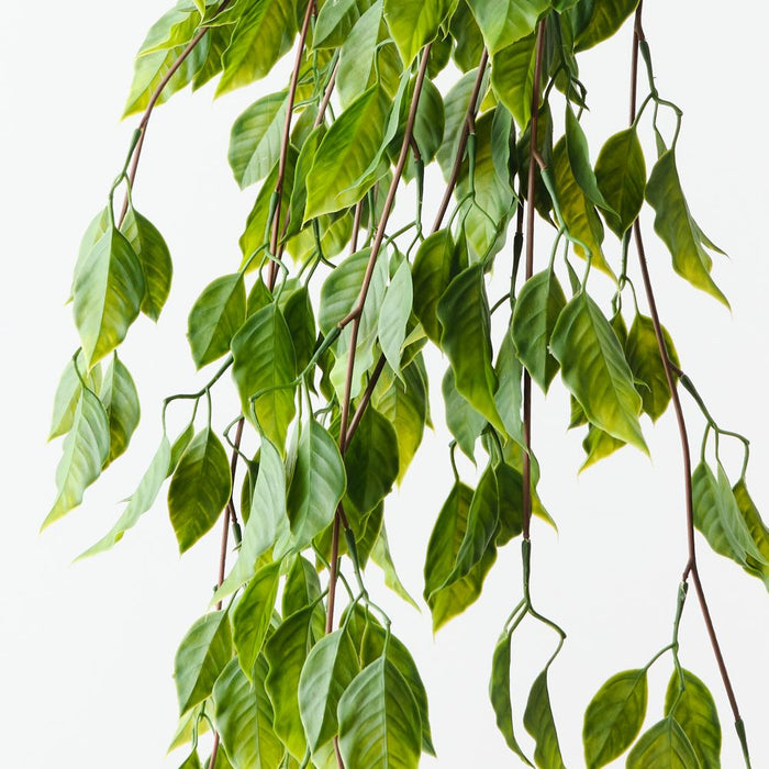 Artificial Ficus Leaf Hanging Bush 79cm Green - Pack of 6 - FLORA DESIGNS