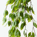 Artificial Ficus Leaf Hanging Bush 79cm Green - Pack of 6 - FLORA DESIGNS