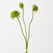 Artificial Allium Bundle 76cm Green - Pack of 12 - FLORA DESIGNS