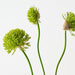 Artificial Allium Bundle 76cm Green - Pack of 12 - FLORA DESIGNS