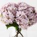 Hydrangea in Vase 26cm Dusty Pink - FLORA DESIGNS