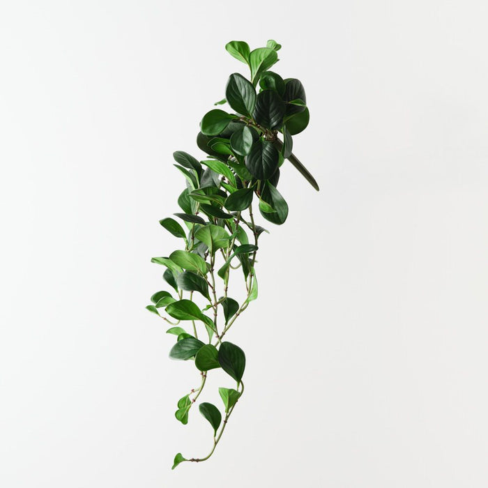 Artificial Peperomia Hanging Bush 86cm Green - Pack of 6 - FLORA DESIGNS