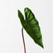 Artificial Alocasia Leaf 45cm Green - Pack of 12 - FLORA DESIGNS