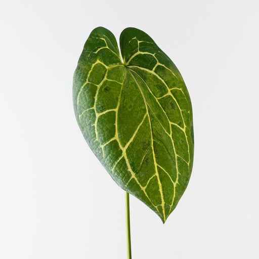 Artificial Anthurium Crystal Leaf 81cm Green - Pack of 12 - FLORA DESIGNS