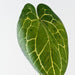 Artificial Anthurium Crystal Leaf 81cm Green - Pack of 12 - FLORA DESIGNS