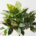 Artificial Monstera Hoya Mix Bush 48cm Green Pink - Pack of 6 - FLORA DESIGNS