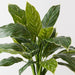 Artificial Calathea Bush 39cm Green White - Pack of 6 - FLORA DESIGNS