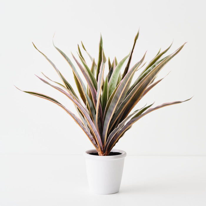 Artificial Dracaena Plant Green Pink - Pack of 4 - FLORA DESIGNS