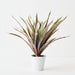 Artificial Dracaena Plant Green Pink - Pack of 4 - FLORA DESIGNS