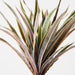 Artificial Dracaena Plant Green Pink - Pack of 4 - FLORA DESIGNS