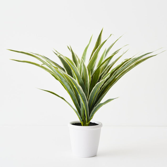 Artificial Dracaena Plant Green White - Pack of 4 - FLORA DESIGNS