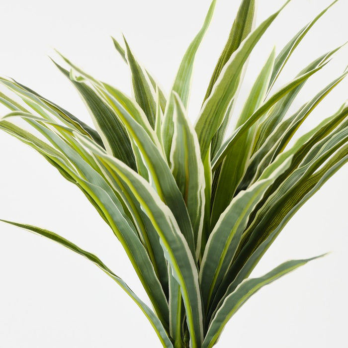 Artificial Dracaena Plant Green White - Pack of 4 - FLORA DESIGNS