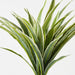 Artificial Dracaena Plant Green White - Pack of 4 - FLORA DESIGNS