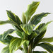 Artificial Cordyline Bush 56cm Variegated - Pack of 6 - FLORA DESIGNS