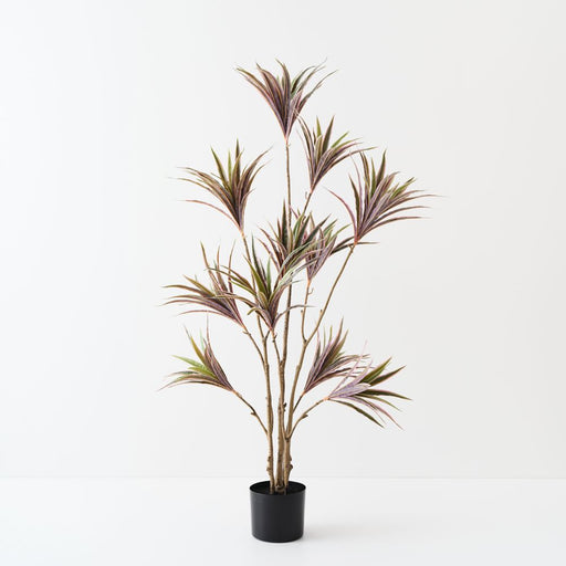 Artificial Dracaena Plant 143cm Green Pink - Pack of 2 - FLORA DESIGNS