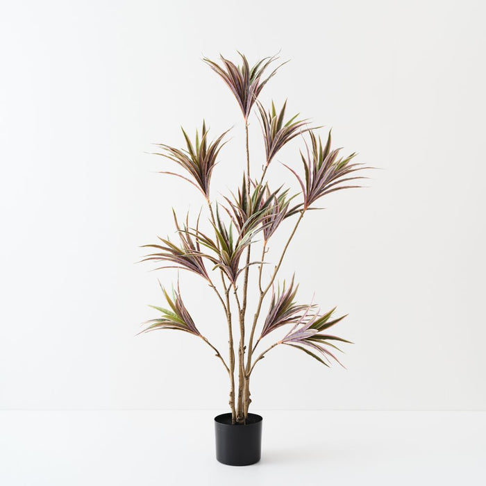 Artificial Dracaena Plant 143cm Green Pink - Pack of 2 - FLORA DESIGNS