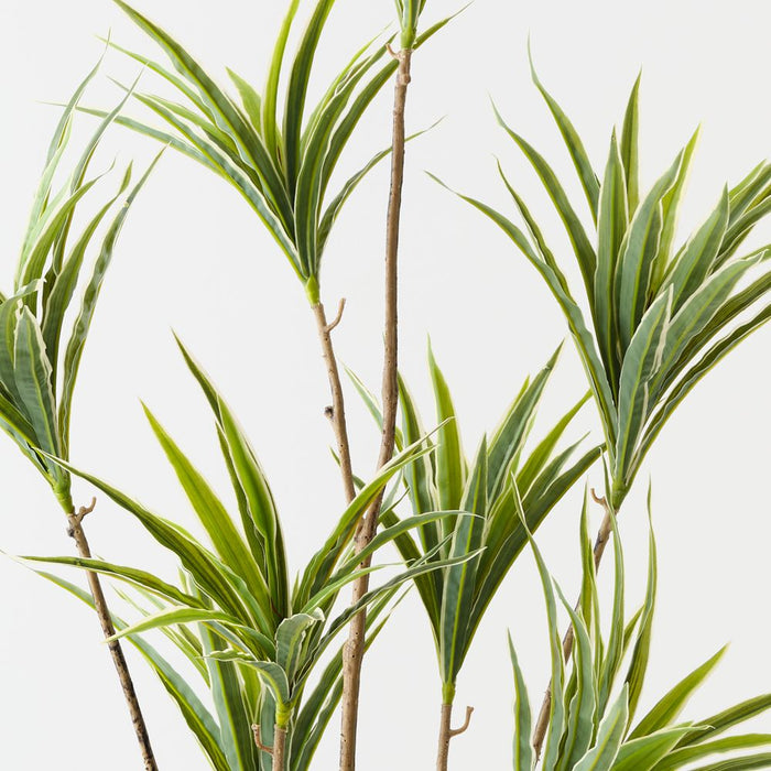 Artificial Dracaena Plant 143cm Green White - Pack of 2 - FLORA DESIGNS