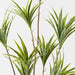 Artificial Dracaena Plant 143cm Green White - Pack of 2 - FLORA DESIGNS