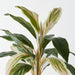 Artificial Cordyline Bush 56cm Green White Pink - Pack of 6 - FLORA DESIGNS