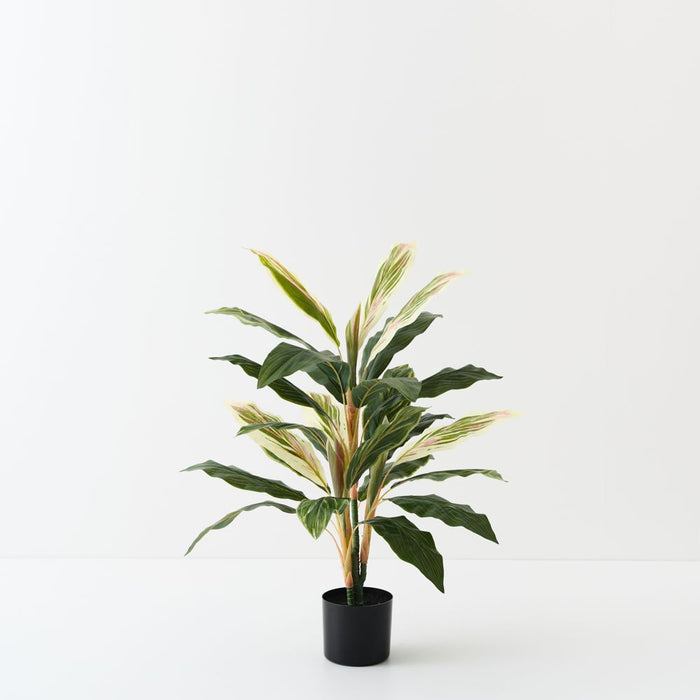 Artificial Cordyline Plant 80cm Green White Pink - Pack of 2 - FLORA DESIGNS